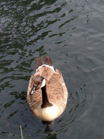 ウッドベリー・ウェットランズ